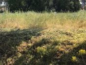 Działka rolna z war. zabudowy o pow. 11.300 m2, ok. Turku