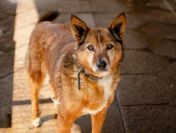 Niewielka, niekonfliktowa Lisia, spokojna sunia ADOPCJA