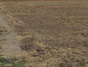 Działki budowlane o pow 1000 m2, gm. Ceków Kolonia