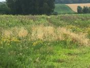 Działka rolna z możliwością zabudowy o pow. 3700 m2, gm. Blizanów
