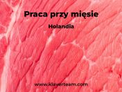 Ubój -wołowina i cielęcina- praca w Holandii od zaraz