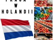 Sortowanie owoców/warzyw na hali w Venlo - Holandia - Praca dla kobiet