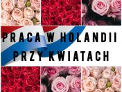 Praca przy tulipanach - Holandia