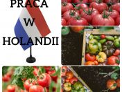 Pakowanie pomidorów - Asten - Holandia