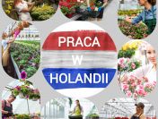 Szklarnie, produkcja, sortownie - HOLANDIA