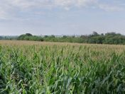 Działka budowlana na panie zagospodarowania– Kalisz, os. Chmielnik