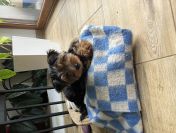 SZCZENIACZKI YORKSHIRE TERRIER