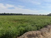 Działki budowlane w Chotowie –blisko Kalisza i Nowych Skalmierzyc!