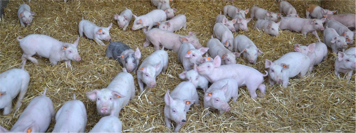 Sprzedam prosięta Danowiec - Zdjęcie 1