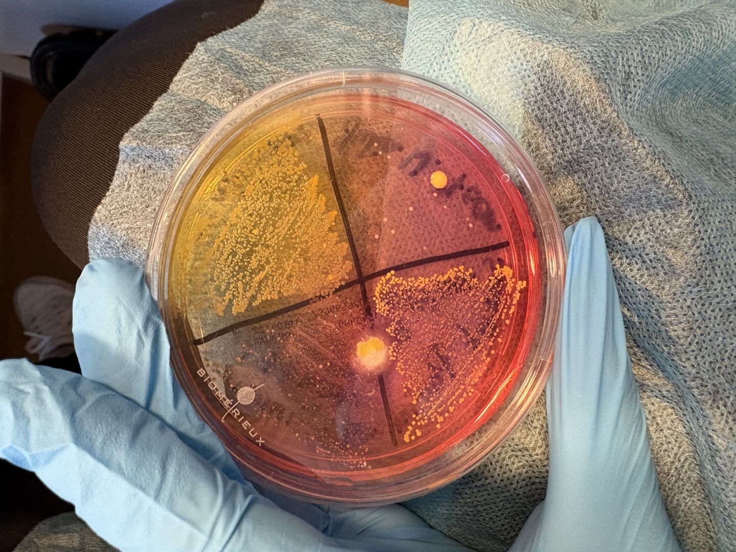 KOREPETYCJE Z MATEMATYKI I BIOLOGII  - Zdjęcie 1