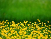 Inwentaryzacja przyrodnicza, raport środowiskowy, tel. 504-746-203, cennik