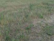 Działka budowlana o powierzchni 1452m2, gm. Szczytniki