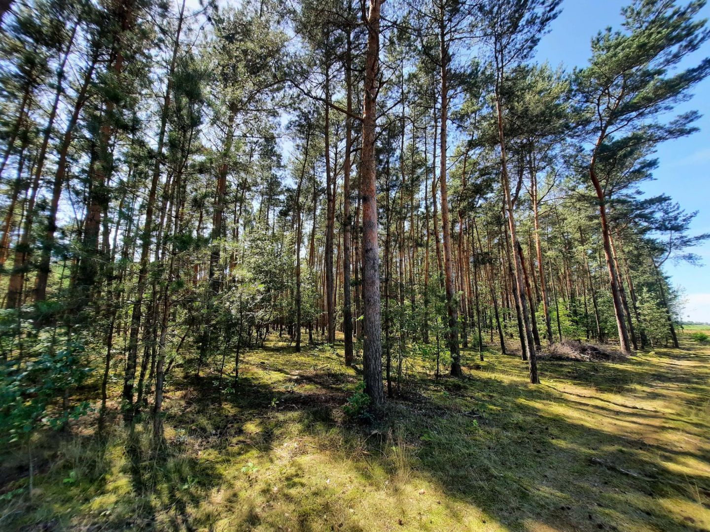 Działka leśna– Aleksandrów nieruchomość leśna o powierzchni 1,3336 ha Aleksandrów - Zdjęcie 1