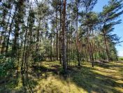Działka leśna– Aleksandrów nieruchomość leśna o powierzchni 1,3336 ha