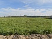 Działki budowlane w Chotowie, blisko Kalisza i Nowych Skalmierzyc