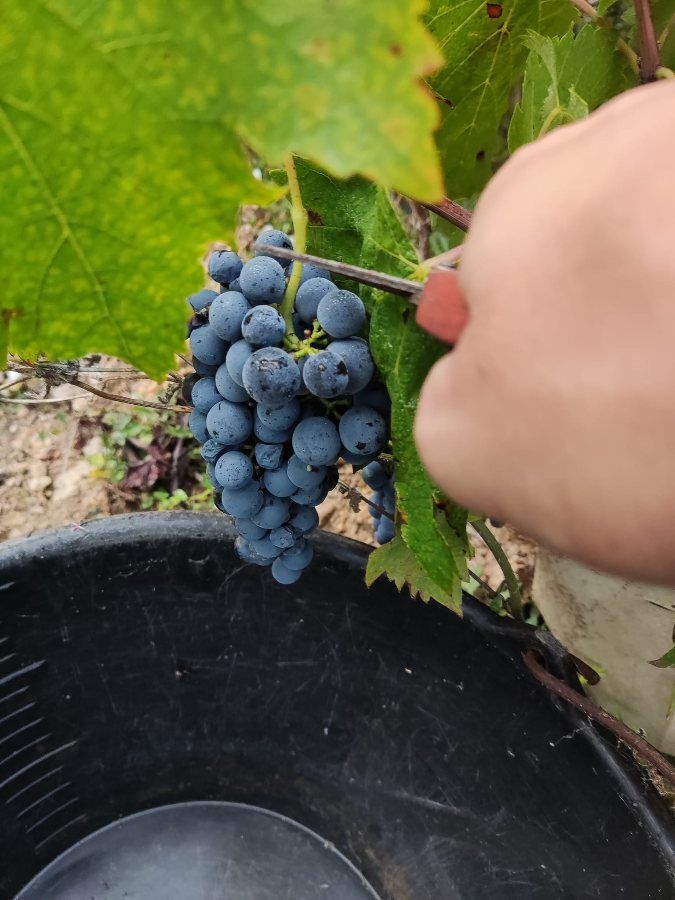 Winobranie 2026 Francja Busko-Zdrój - Zdjęcie 1