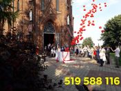 Wypuszczanie balonów na weselu balony z pudła balony z helem wypuszczanie